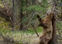 لحظه کشته شدن مرد کنجکاو توسط خرس گریزلی + فیلم