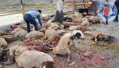 برخورد مرگبار قطار با گله گوسفندان در قزوین/ 70 گوسفند تلف شد